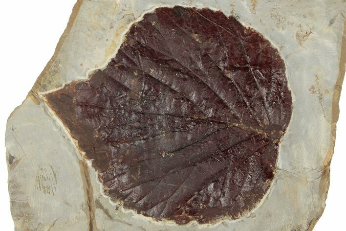 Fossil Leaf (Davidia) - Montana #190425
